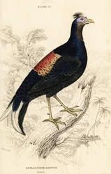 Gekuifde vuurrugfazant, Lophura ignita, mannetje (Macartney-haan, Euplocomus ignitus)