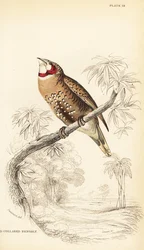 Bandvink of lintvink, Amadina fasciata