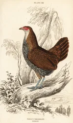 Vrouwelijke grijze junglehoen of Sonnerat