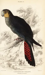Glanzende zwarte kaketoe, Calyptorhynchus lathami