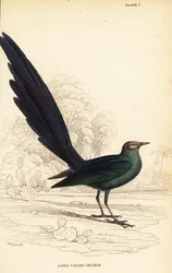 Langstaartglansspreeuw, Lamprotornis caudatus
