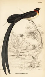 Langstaartparadijswida, Vidua paradisaea