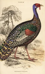 Ocellated kalkoen