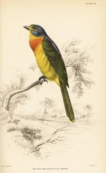 Oranje-borst bosklauwier of zwavelborst bosklauwier, Chlorophoneus sulfureopectus