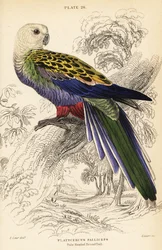 Bleekkoprosella, Platycercus adscitus palliceps
