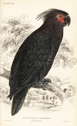 Palmkaketoe, Probosciger aterrimus