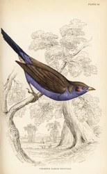 Roodwang cordon-bleu, Uraeginthus bengalus