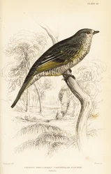 Roodschouderkoekoekshrike, vrouwtje, Campephaga phoenicea