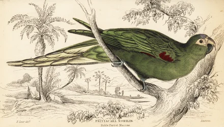 Roodschouderara, Diopsittaca nobilis