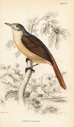 Roodstaartbladvogel of klimmende bladvogel, Phyllastrephus scandens