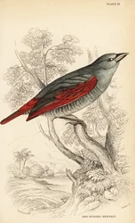 Roodvleugel pytilia, Pytilia phoenicoptera (Roodvleugel bengaly, Pytilia phaenicoptera)