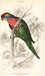 Bonte lori, Psitteuteles versicolor (Trichoglossus versicolor)
