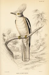 Witgekroonde helmschrike, Prionops plumatus