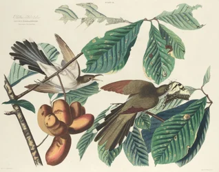 Geelsnavelkoekoek, 1827