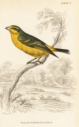 Geelvoorhoofdkanarie (Senegal), Crithagra mozambica caniceps (Geelstuitgors, Crithagra chrysopyga)