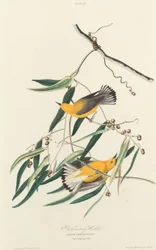 Prothonotary Zanger