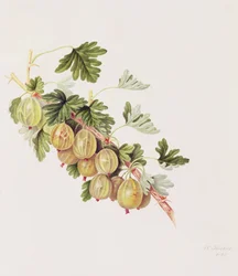 Groene Kruisbes, 1815