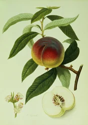 De Galande Perzik