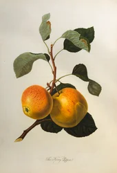 De Kerry Pippin, uit Pomona Londinensis, 1818