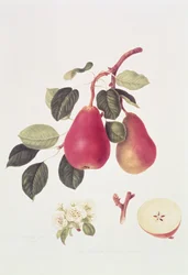 De Scharlaken Beurree Peer, 1819