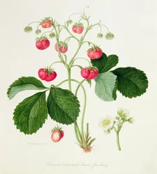Wilmots scharlaken Hanenkam-aardbei, 1820