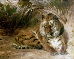 Tijger