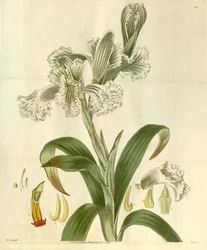 Chloraea bletioides
