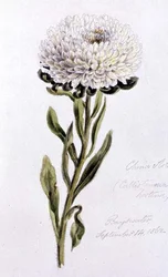 China Aster, geschilderd in Bayswater