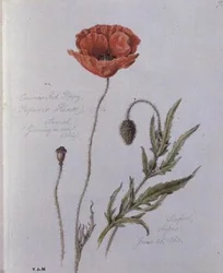 Gewone Klaproos, geschilderd in Seaford, Sussex, 25 juni 1860