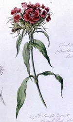 Sweet William, geschilderd in Regents Park, 7 juni 1868
