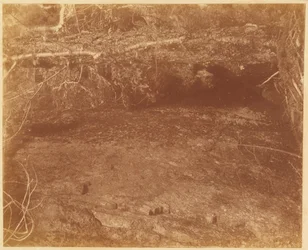 Zonder titel, uit de portfolio The Forest: Adirondack bossen