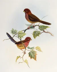 Bruinvleugel Papegaaiduiker (Paradoxornis brunneus), lithografie uit Birds of Asia