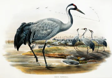 Kraanvogel (Grus cinerea), lithografie uit Birds of Great Britain