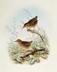 Wenkbrauwwinterkoning (Napothera epilepidota), lithografie uit Birds of Great Britain