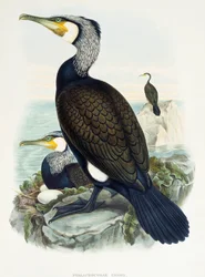 Aalscholver (Phalacrocorax carbo), lithografie uit Birds of Great Britain