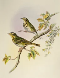Indische Boompieper (Pipastes agilis), lithografie uit Birds of Asia