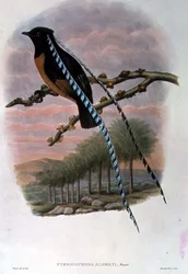 Pteridophora Alberti, Koning van Saksen Paradijsvogel