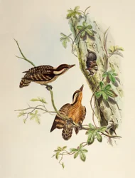 Sunda Specht (Dendrocopos moluccensis), lithografie uit Birds of Asia