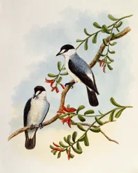 Stroomroodborst (Monachella muelleriana), gravure door William Matthew Hart, Verenigd Koninkrijk