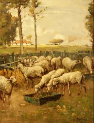 De schaapskooi