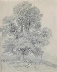 Een ruwe iep in Hawley, Hampshire