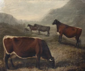 Vijf Glamorgan-vee