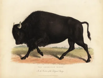 Amerikaanse bizon of buffel, Bison bison