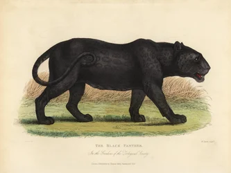 Zwarte panter, Panthera pardus of Panthera onca.