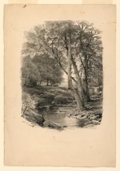 Vijver in het bos