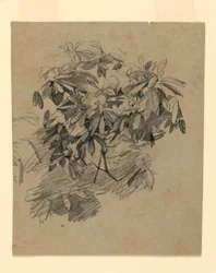 Studie van Bladeren