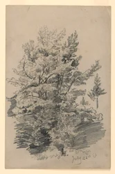 Studie van gebladerte