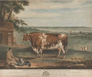 Portret van de Korthoornige Stier Patriot