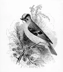 Goudkuif Regulus, illustratie uit 