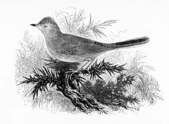 De Dartford Warbler, illustratie uit 